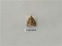 藏品(尺蛾603)的圖片